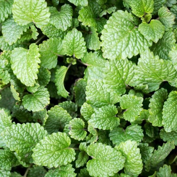 Lemon Balm Seeds - Seeds - Organic - Non Gmo - Heirloom Seeds &acirc;�� Herb Seeds