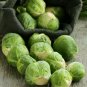 Long Island Brussel Sprout - Seeds - Organic - Non Gmo - Heirloom Seeds