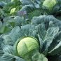 Copenhagen Market Cabbage - Seeds - Organic - Non Gmo - Heirloom Seeds