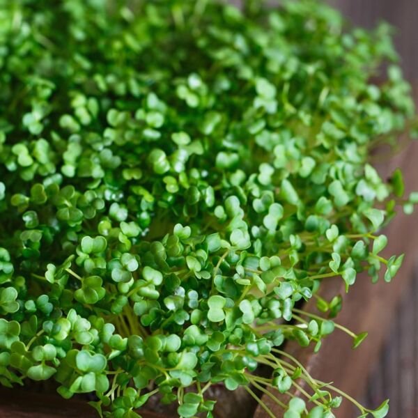 Mustard Greens - Seeds - Non Gmo - Heirloom Seeds &acirc;�� Microgreen Seeds