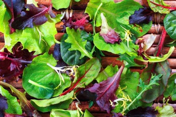 Spring Lettuce Mix - Seeds - Organic - Non Gmo - Heirloom Seeds &acirc;�� Vegetable Seed