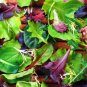 Spring Lettuce Mix - Seeds - Organic - Non Gmo - Heirloom Seeds – Vegetable Seed