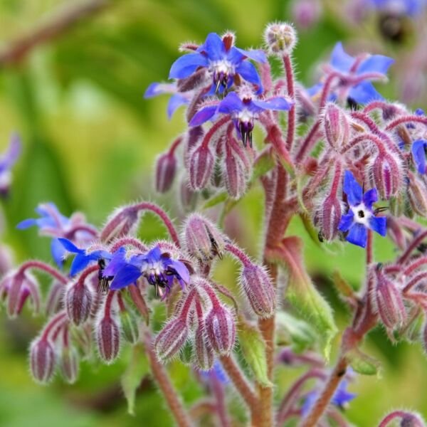 Borage Herb - Seeds - Organic - Non Gmo - Heirloom Seeds &acirc;�� Herb Seeds