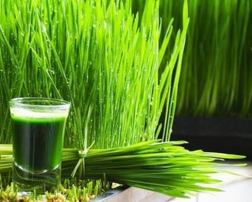 Wheatgrass - Cat Grass - Seeds - Non Gmo - Heirloom Seeds &acirc;�� Wheatgrass Seeds