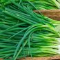 Evergreen Bunching Green Onion - Seeds - Organic - Non Gmo - Heirloom Seeds