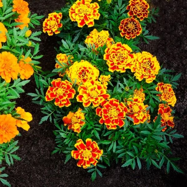 Jumbo Marigold Crackerjack Mixed Flowers - Seeds - Organic - Non Gmo - Heirloom