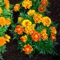 Jumbo Marigold Crackerjack Mixed Flowers - Seeds - Organic - Non Gmo - Heirloom