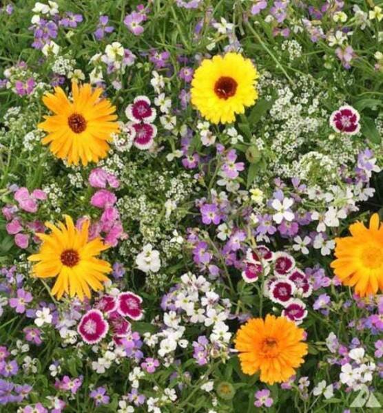 Fragrant Flowers Blend - Seeds - Organic - Non Gmo - Heirloom Seeds