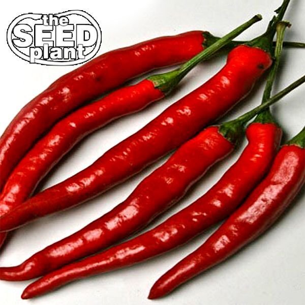 Cayenne Long Slim Pepper Seeds - 100 SEEDS NON-GMO
