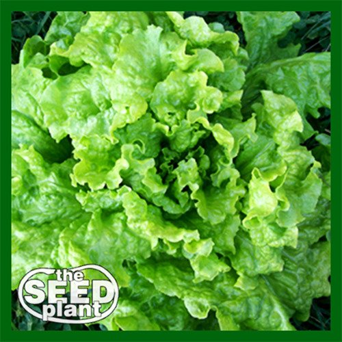Granex Yellow Onion Seeds - 300 SEEDS