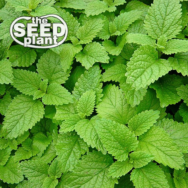 Lemon Balm Seeds - 200 SEEDS