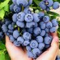 Sweet Blueberry Fruit Seeds NON GMO