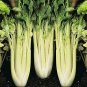 Golden Pascal Celery Seeds 500 Seeds Non-GMO