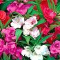 Camelia Flowered Mix Impatiens Seeds Non-GMO