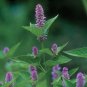 Hyssop Seeds 300 Seeds Heirloom - Non-GMO Herb Seeds