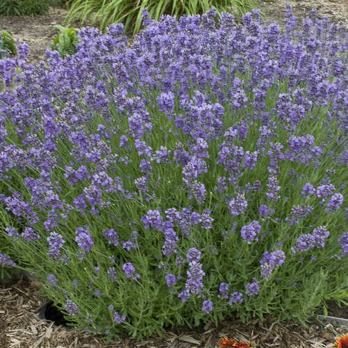 Munstead Lavender Seeds 50 Seeds Heirloom - Non-GMO