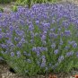 Munstead Lavender Seeds 50 Seeds Heirloom - Non-GMO