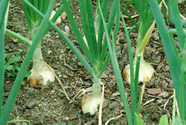Walla Walla Sweet Onion NON-GMO Northern Onion Overwintering