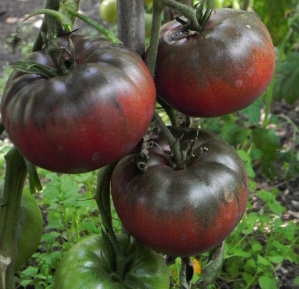 Black Krim Tomato Seeds NON-GMO Rare Heirloom