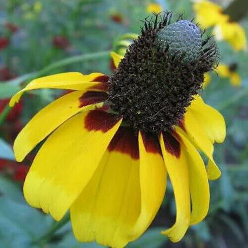 Clasping Coneflower Seeds 50 Non-GMO