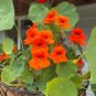 Empress of India Nasturtium Seeds Edible Flower Wholesale Bulk