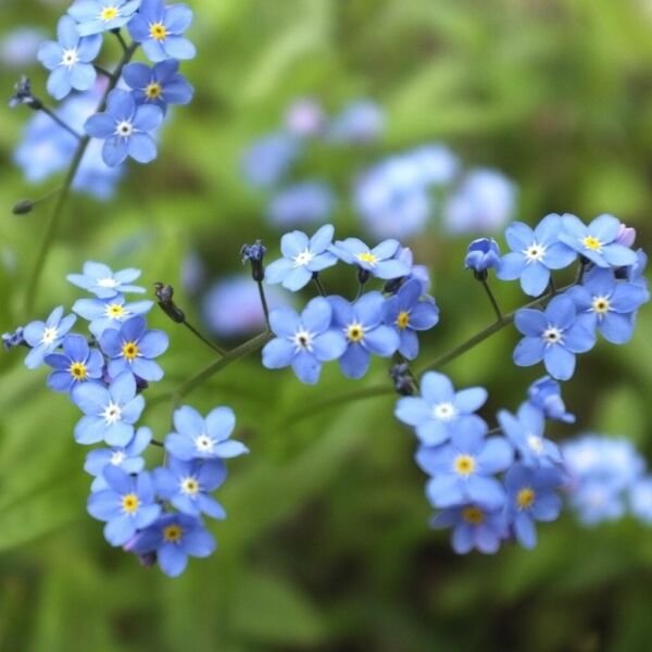 Forget Me Nots Blue Perennial Cut Flowers Spring Blooms NON-GMO 300 Seeds