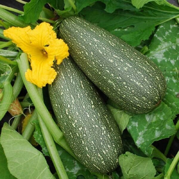 Grey Zucchini Summer Squash Seeds 25 Ct Gray Squash Vegetable