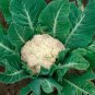 Snowball Y Cauliflower - 50 Fresh Garden Seeds