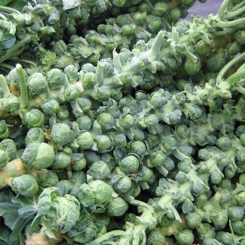 100 Long Island Improved Brsel Sprouts NON-GMO Heirloom