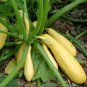 Straightneck Squash Seeds 25 Ct Early Prolific Summer Squash Yellow Vegetable