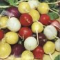 Crayon Colors Mix Radish Seeds NON-GMO 100+ Seeds