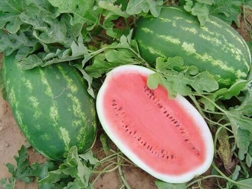 25 Watermelon Seed Fresh