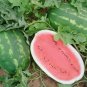 25 Watermelon Seed Fresh
