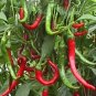 Pepper Seeds 30+ Cayenne Long Red Slim Hot Vegetable NON-GMO