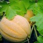 25+ Hales Best Jumbo Melon Seeds NON-GMO