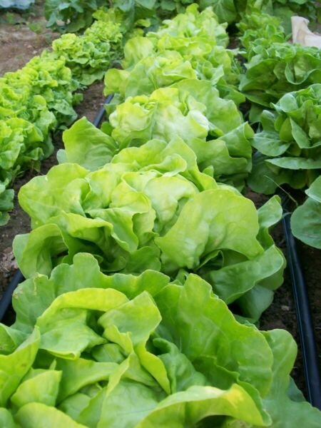 200+ Bibb Leaf Lettuce Seed NON-GMO Heirloom