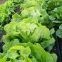 200+ Bibb Leaf Lettuce Seed NON-GMO Heirloom