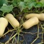 25 Waltham Butternut Squash Seeds NON-GMO