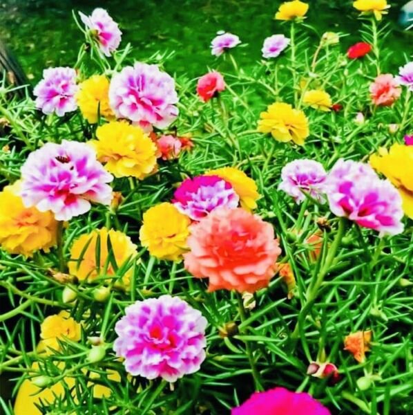 Moss Rose Double Flower Mix Seeds Open Pollinated Heirloom Seeds