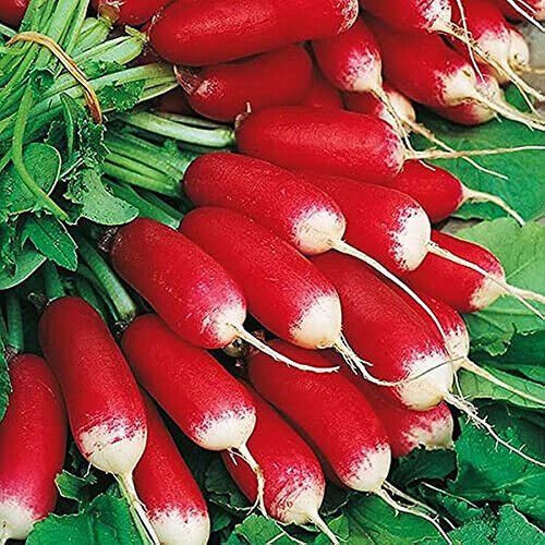 White Icicle Radish Seeds Non-GMO
