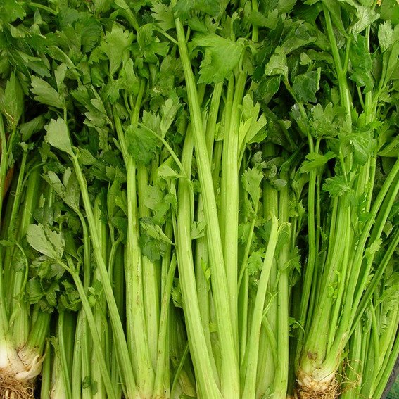 Little Gem Lettuce Seeds Non-GMO