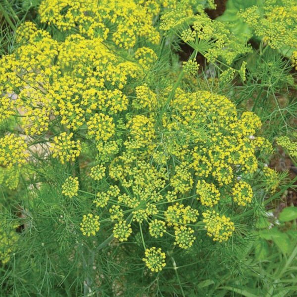 Bouquet Dill Seeds Heirloom - Non-GMO Herb Seeds