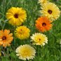 Golden Emperor Calendula Seeds Non-GMO