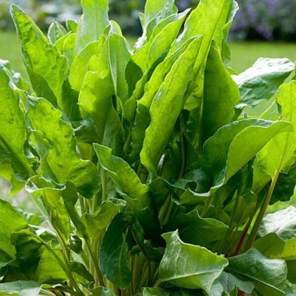 Foxy Mix Foxglove Seeds 200 Non-GMO