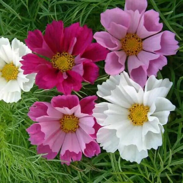 Purity Cosmos Seeds Non-GMO