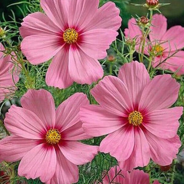 Seashells Cosmos Seeds Non-GMO