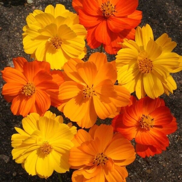 Gloria Cosmos Seeds Non-GMO