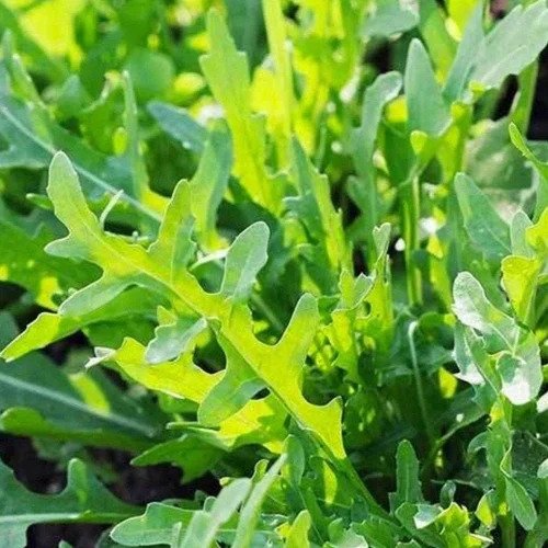 Lance Leaf Coreopsis Seeds Non-GMO