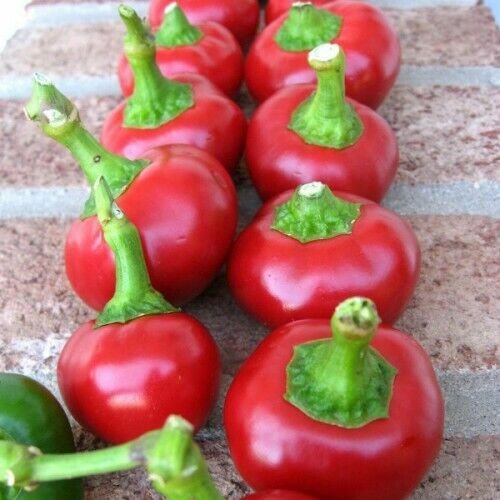 Cayenne Long Thin Pepper Seeds Non-GMO