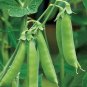 Dark Green Zucchini Seeds Heirloom Organic Summer Squash